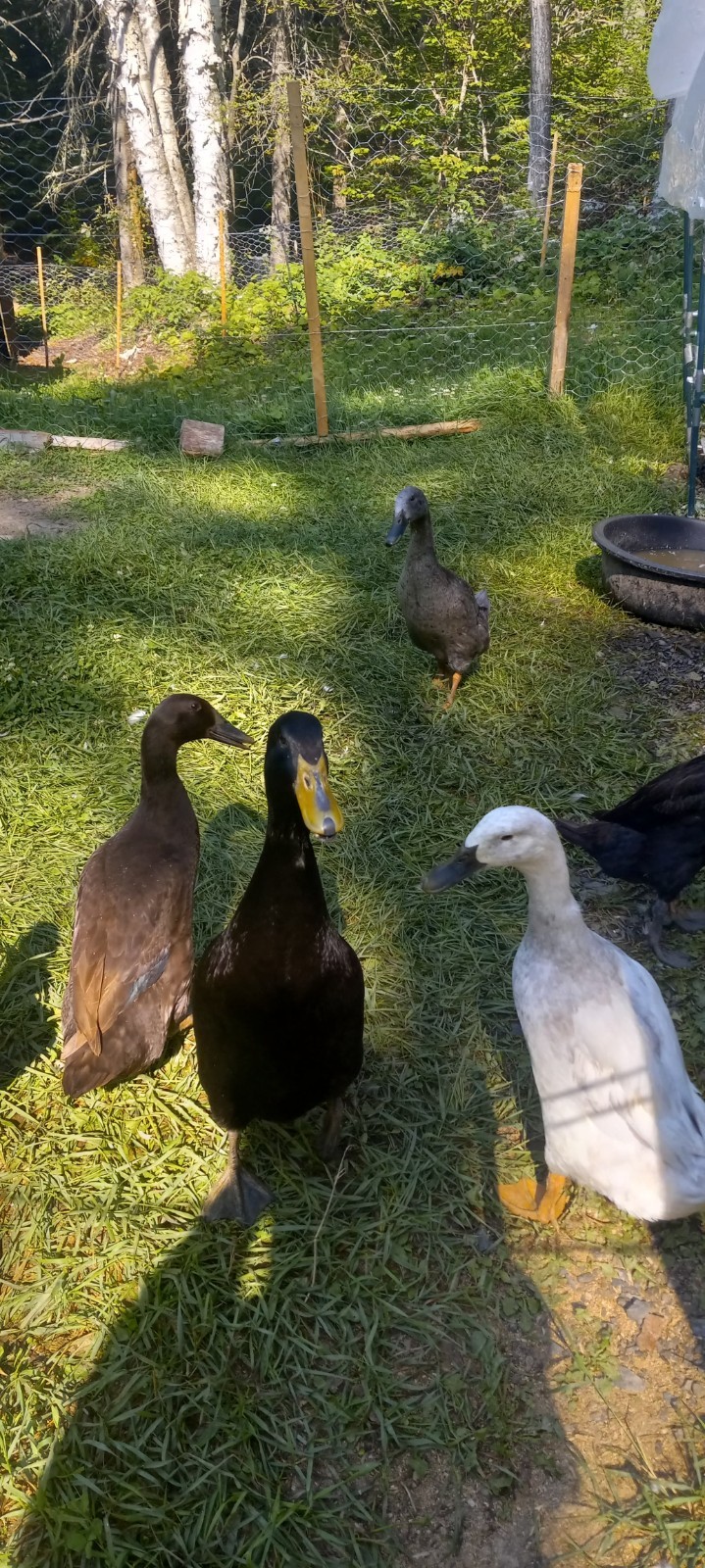 12 Indian Runner Duck Hatching Eggs (+ 2 Extra FREE)