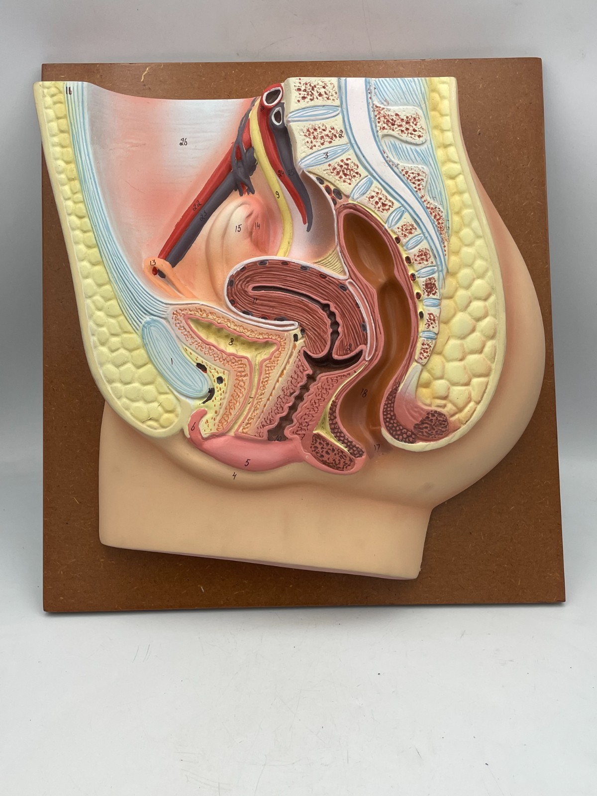 Rare eisco labs Median Section of the Female Pelvis Anatomical Model boxed