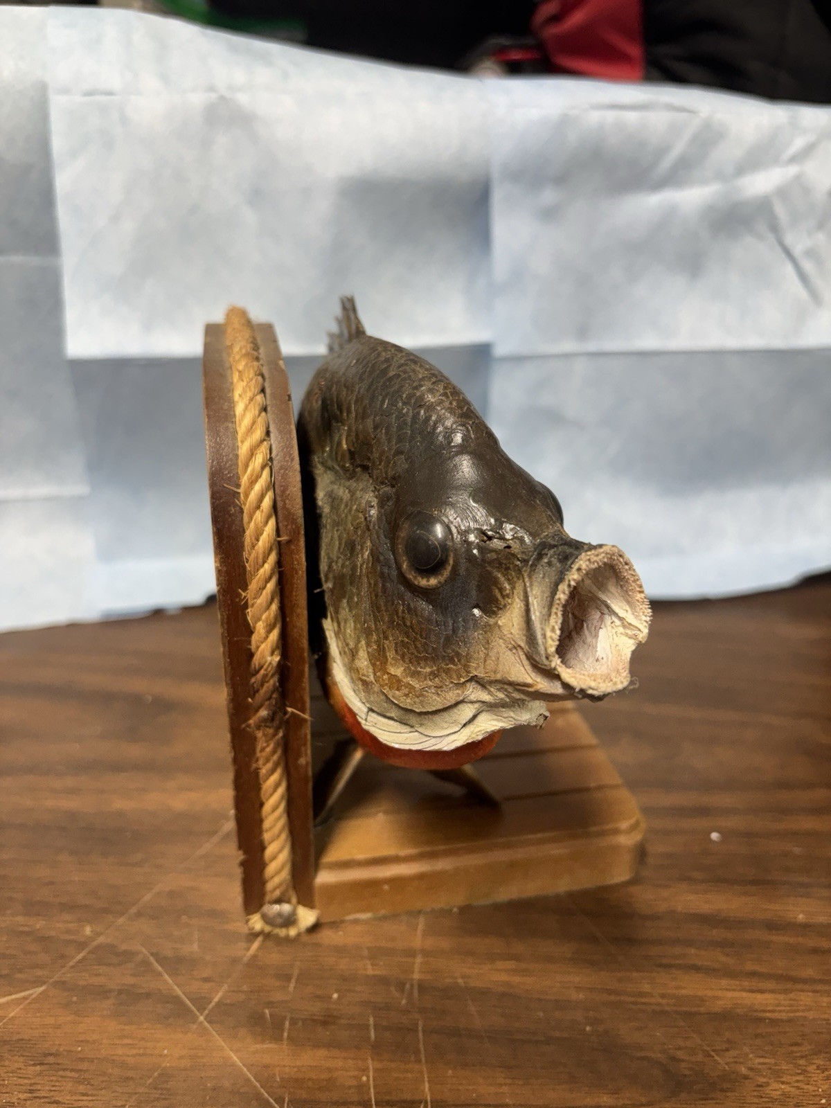 Bluegill Book Ends Fishing Decor