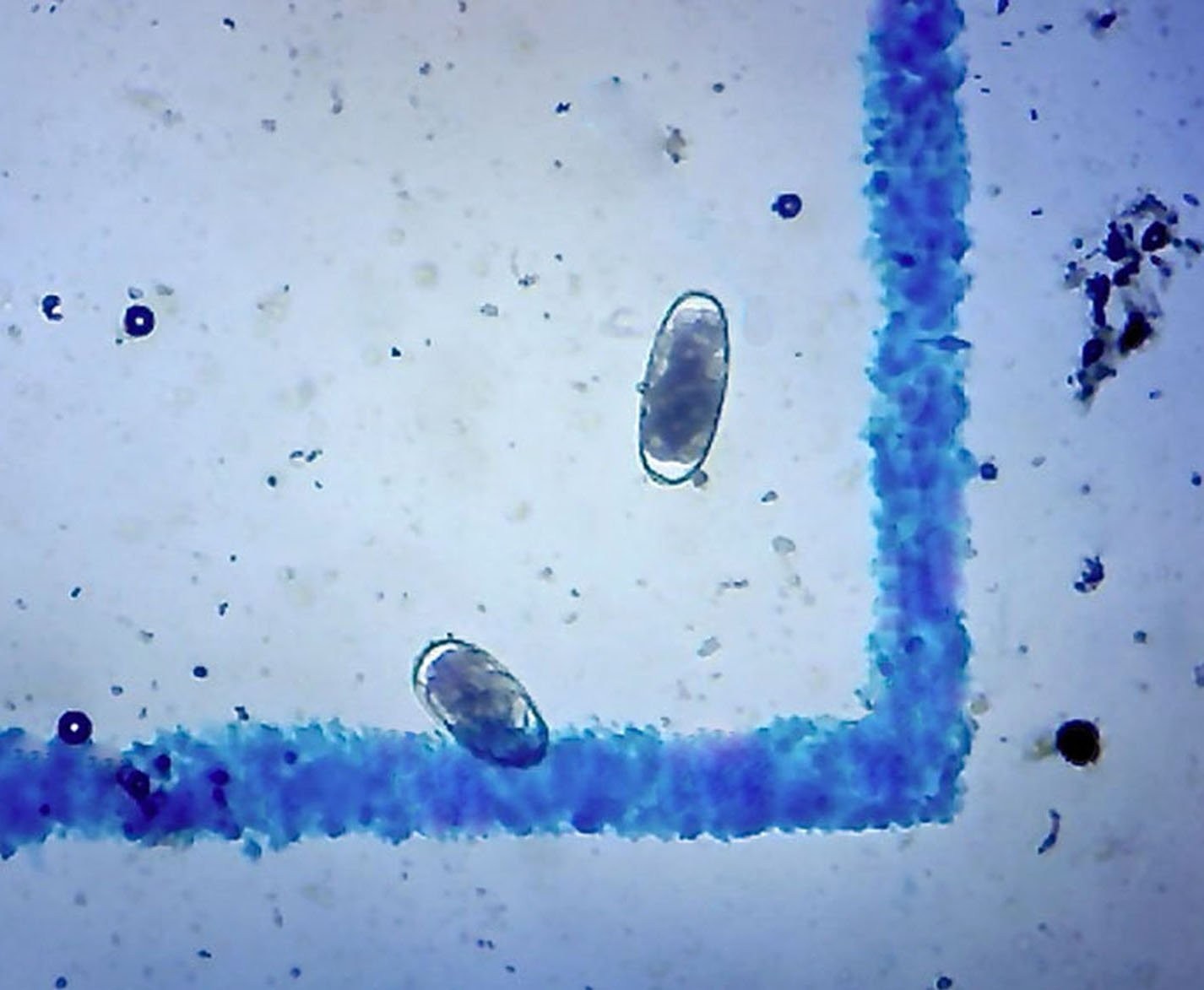 McMaster Method Microscope Slides - Parasite Management