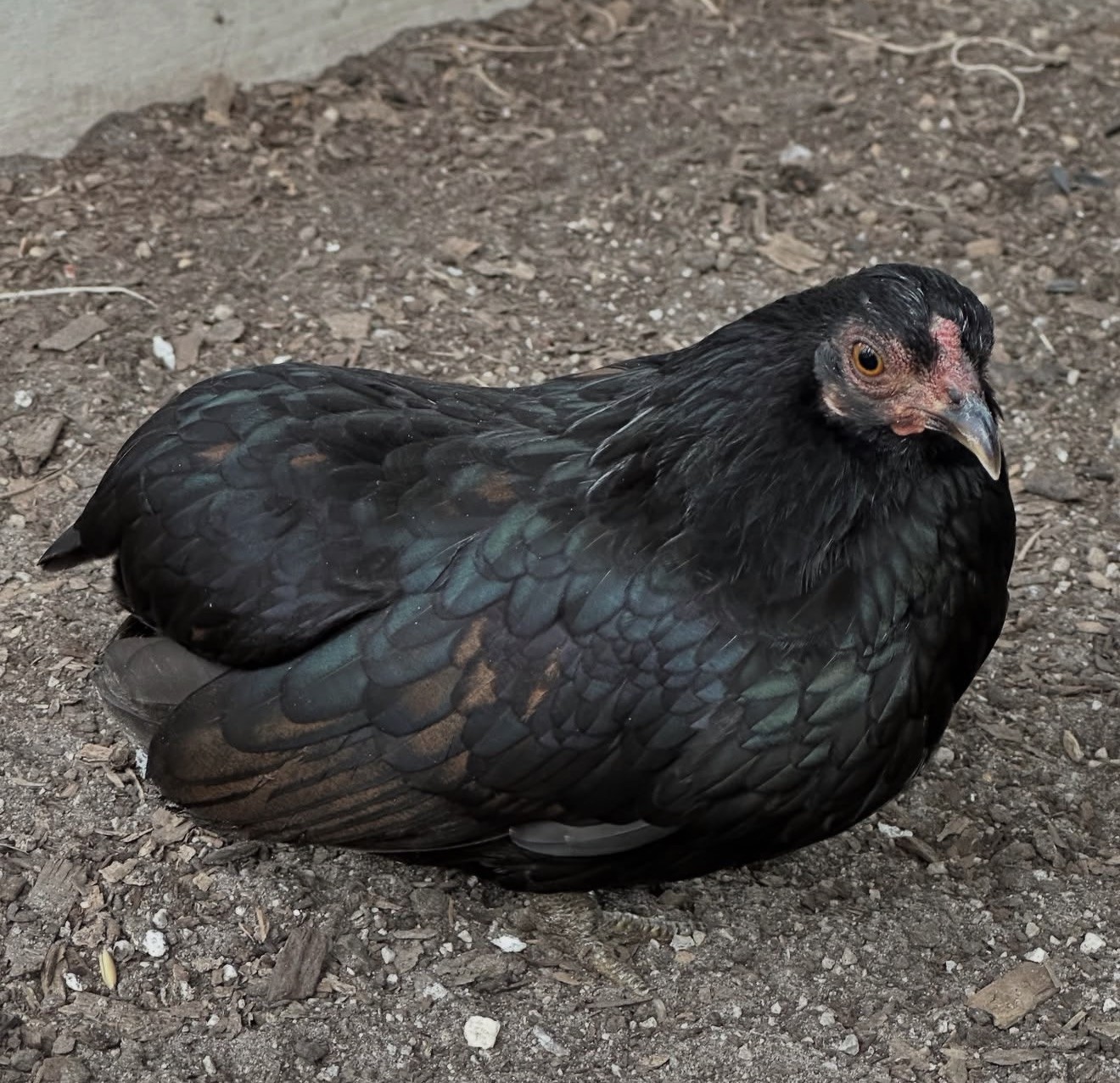 8 Kikiriki Hatching eggs NPIP/AI and PT Clean