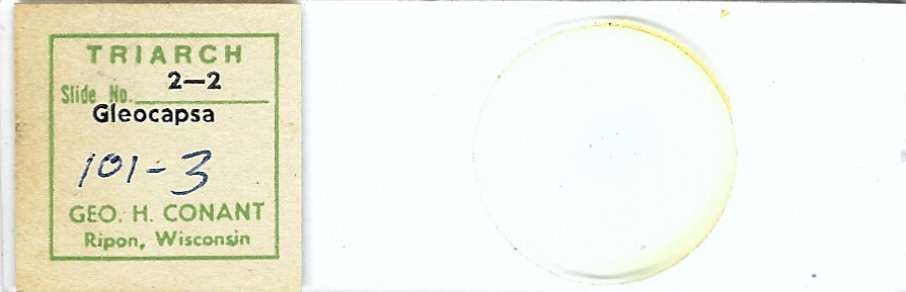 Gloeocapsa Microscope Slide by Geo. H. Conant