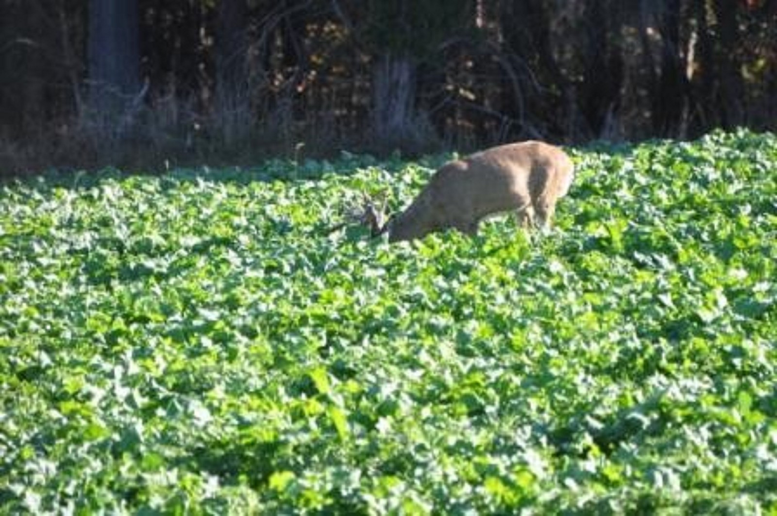 20 LBS PURPLE TOP TURNIPS DEER FOOD PLOT SEED