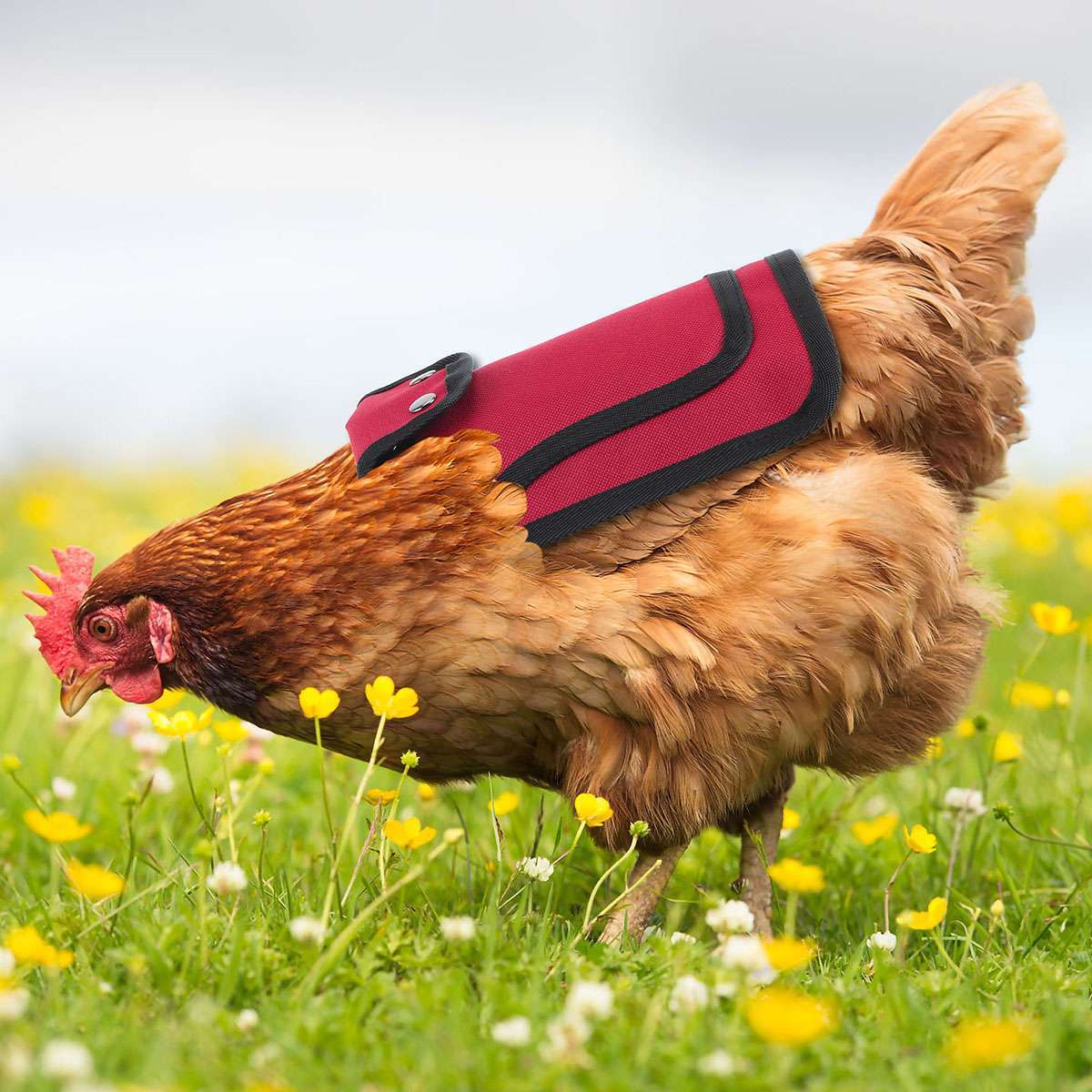 3pcs Pet Protection Back Wing Protector Hen Chicken Saddle Apron Jacket Coat