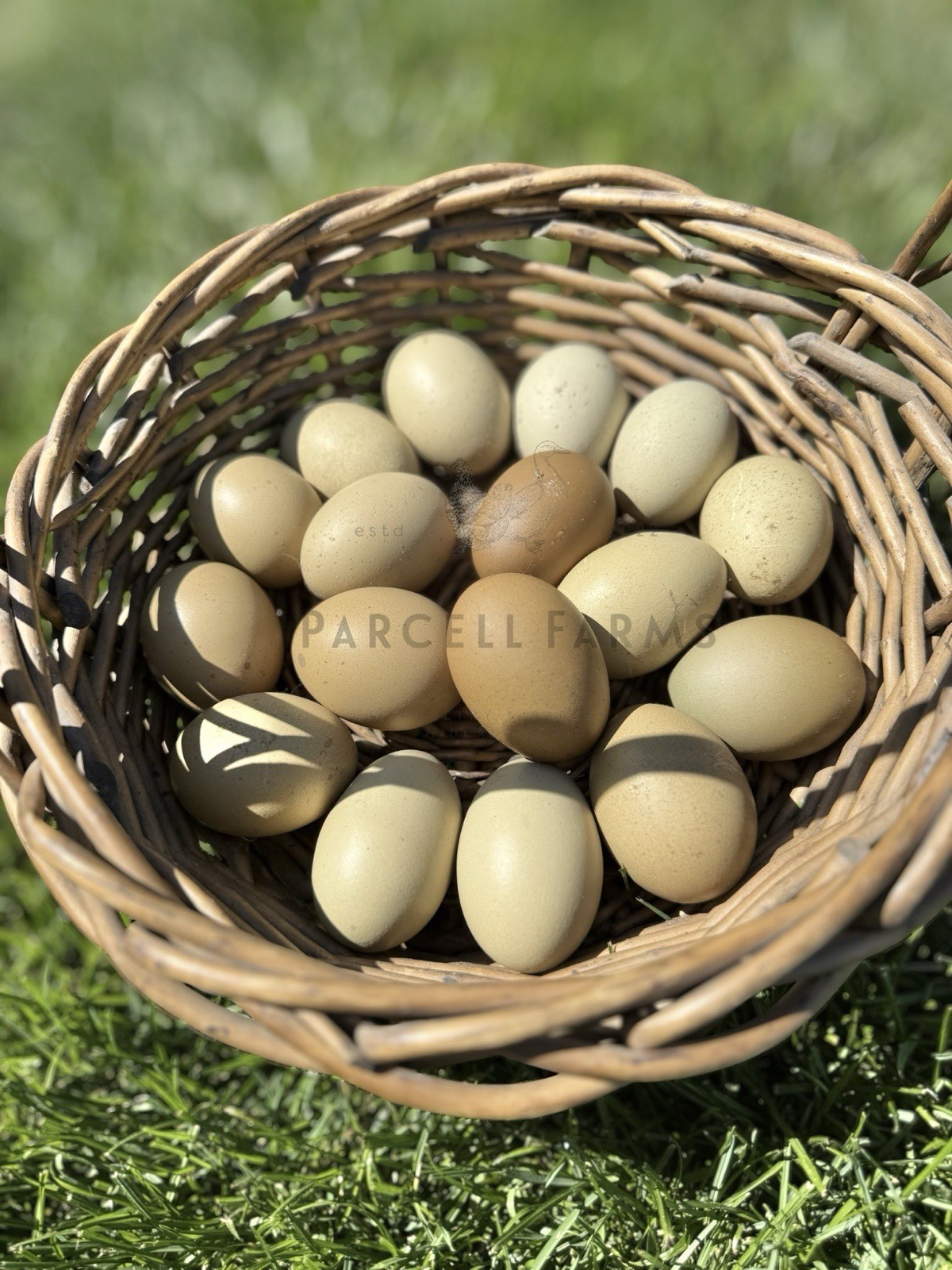 12+ Moss Egger Fertile Eggs|NPIP Certified Flock |Parcell Farms|US Domestic Only