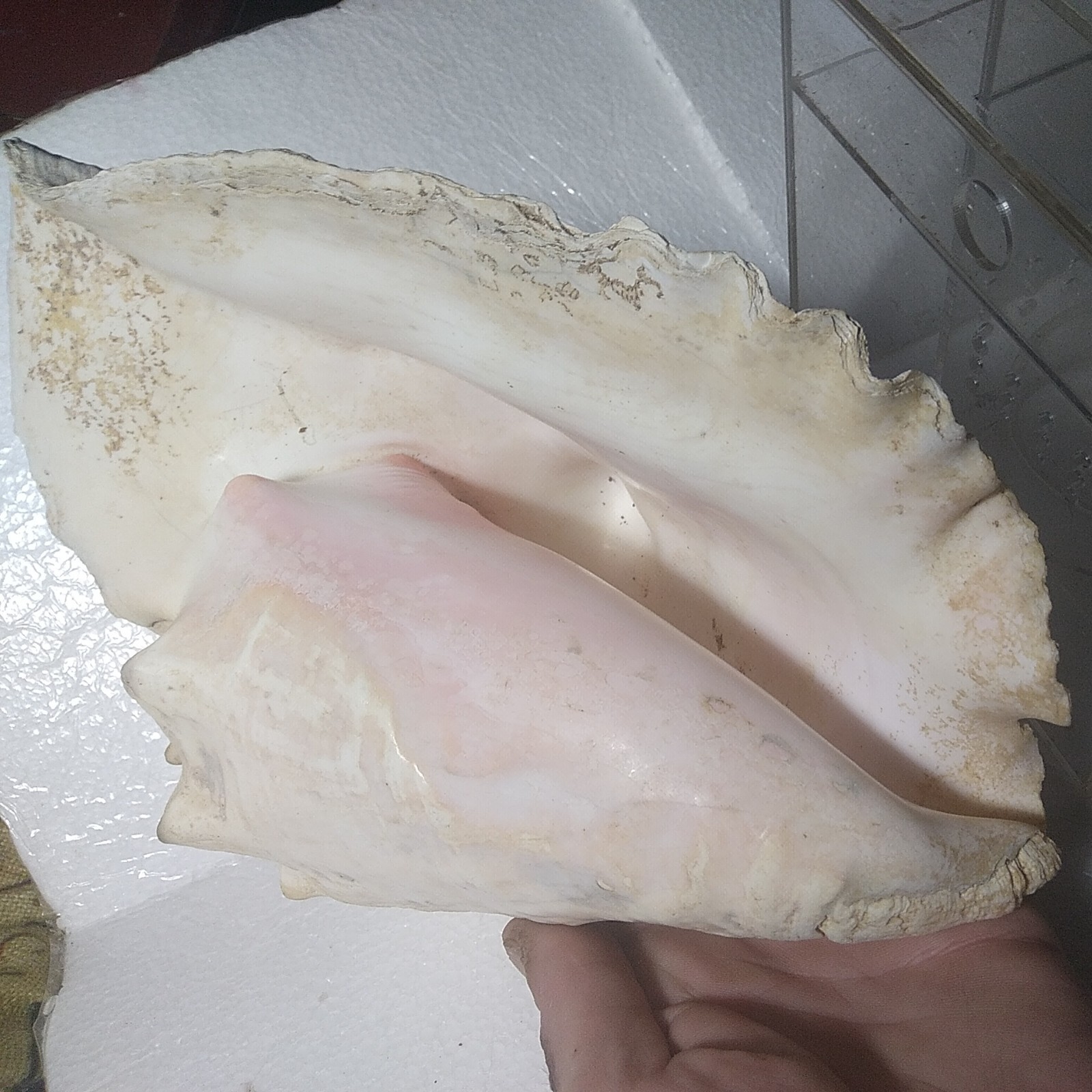 Acclimation Breeder Box (Fish,Quarantine) & Belizian Conch Shell,Aquarium Bundle