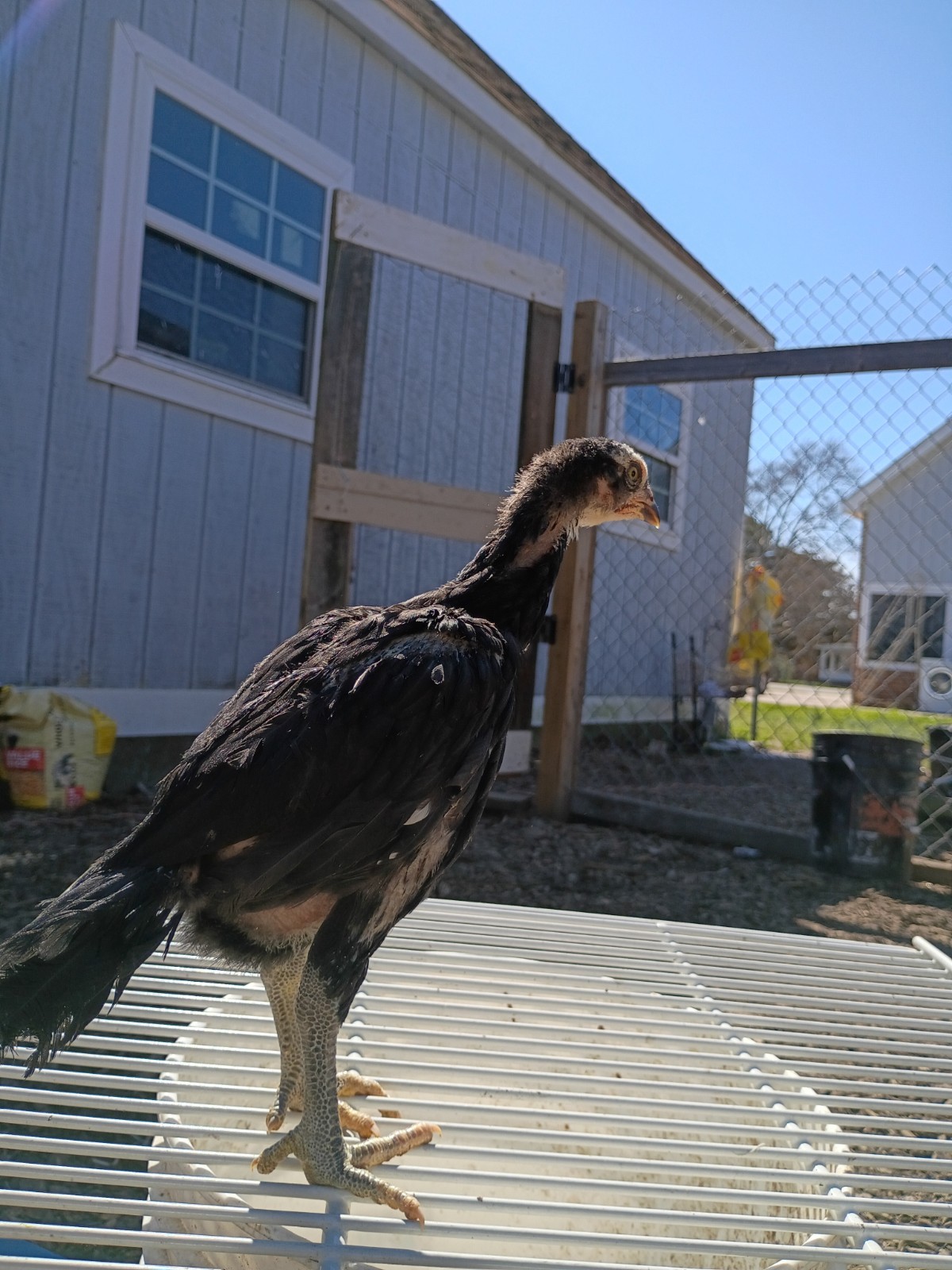 6 Rare Heritage Chicken Hatching Eggs –D0N- Gan0i-Cold Season Sale