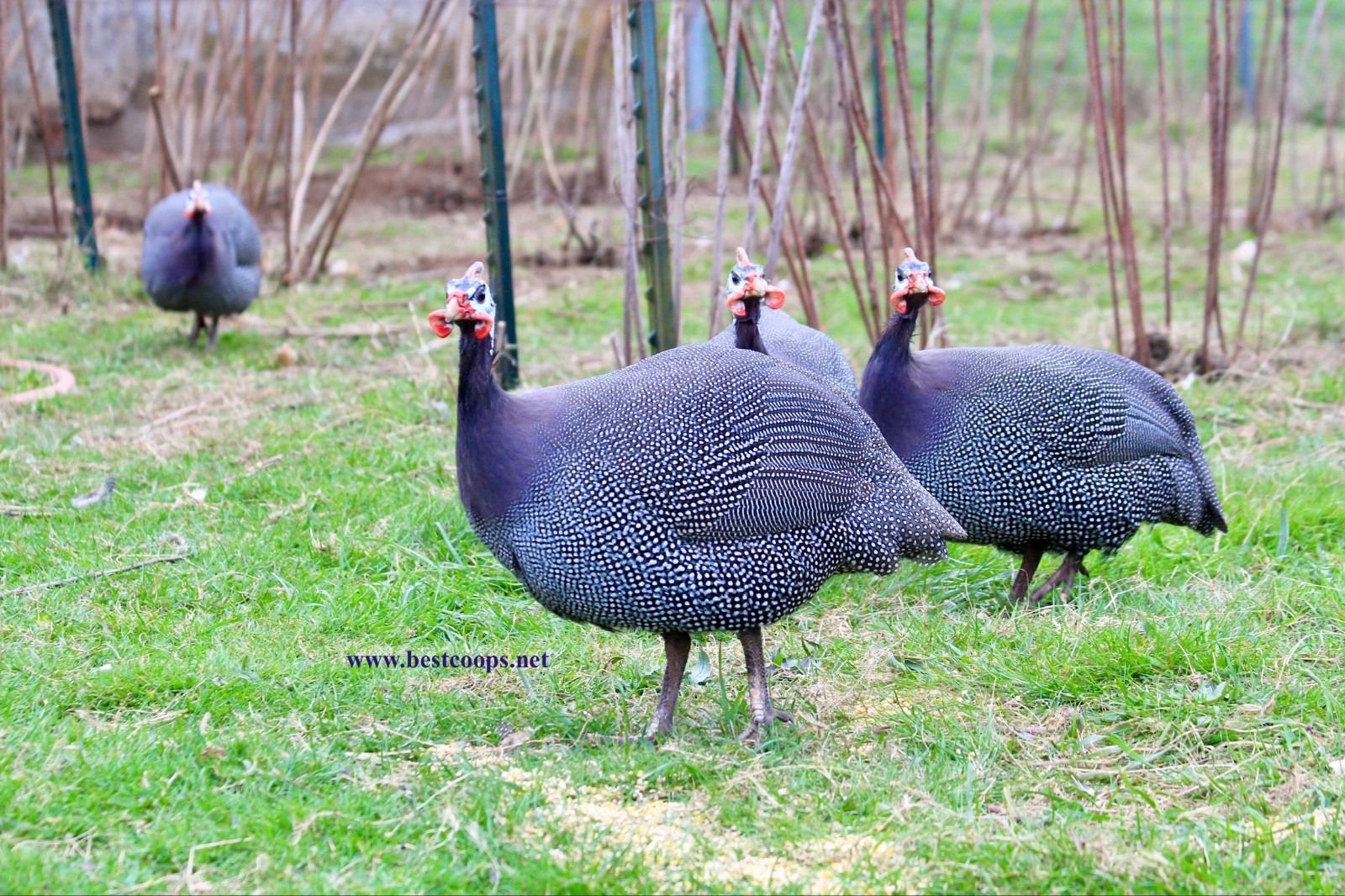 6+ Pearl Guinea Fowl Hatching Eggs