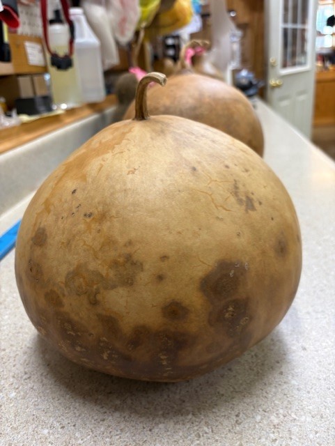 GOURD- Bushel Gourd 8" up to 10"