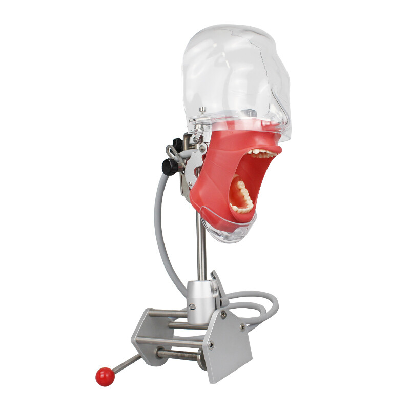 Dental Simulator Manikin Phantom Head Model Teeth Model for Training Practice