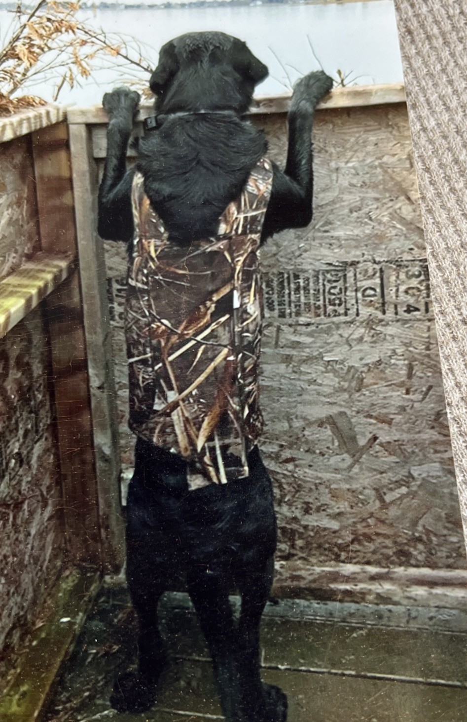 Cabela’s Northern Flight Realtree Max-5 Dog Hunting Vest Sz 2XL Neoprene Padded