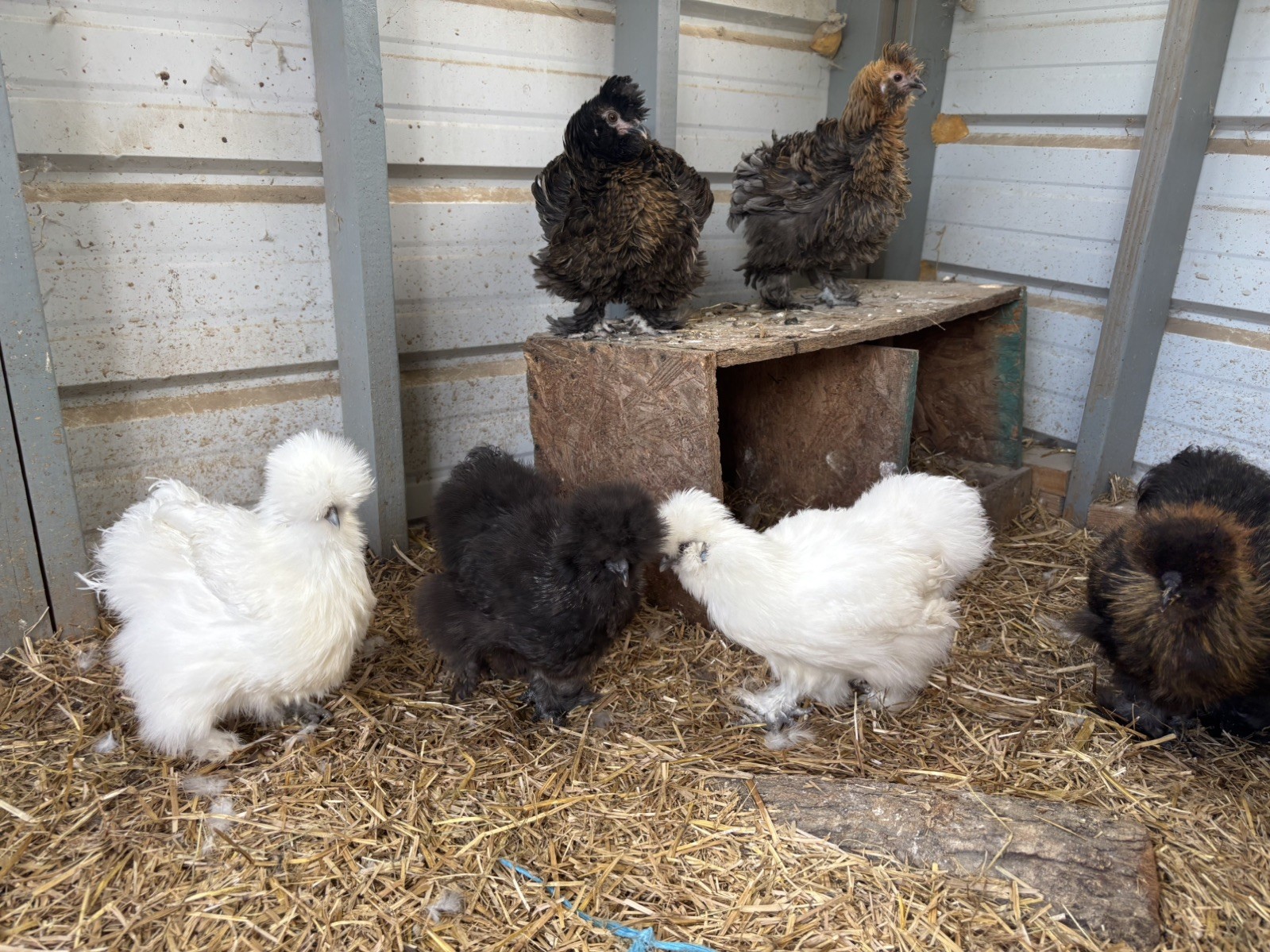 12 Bearded Silkie Hatching Eggs