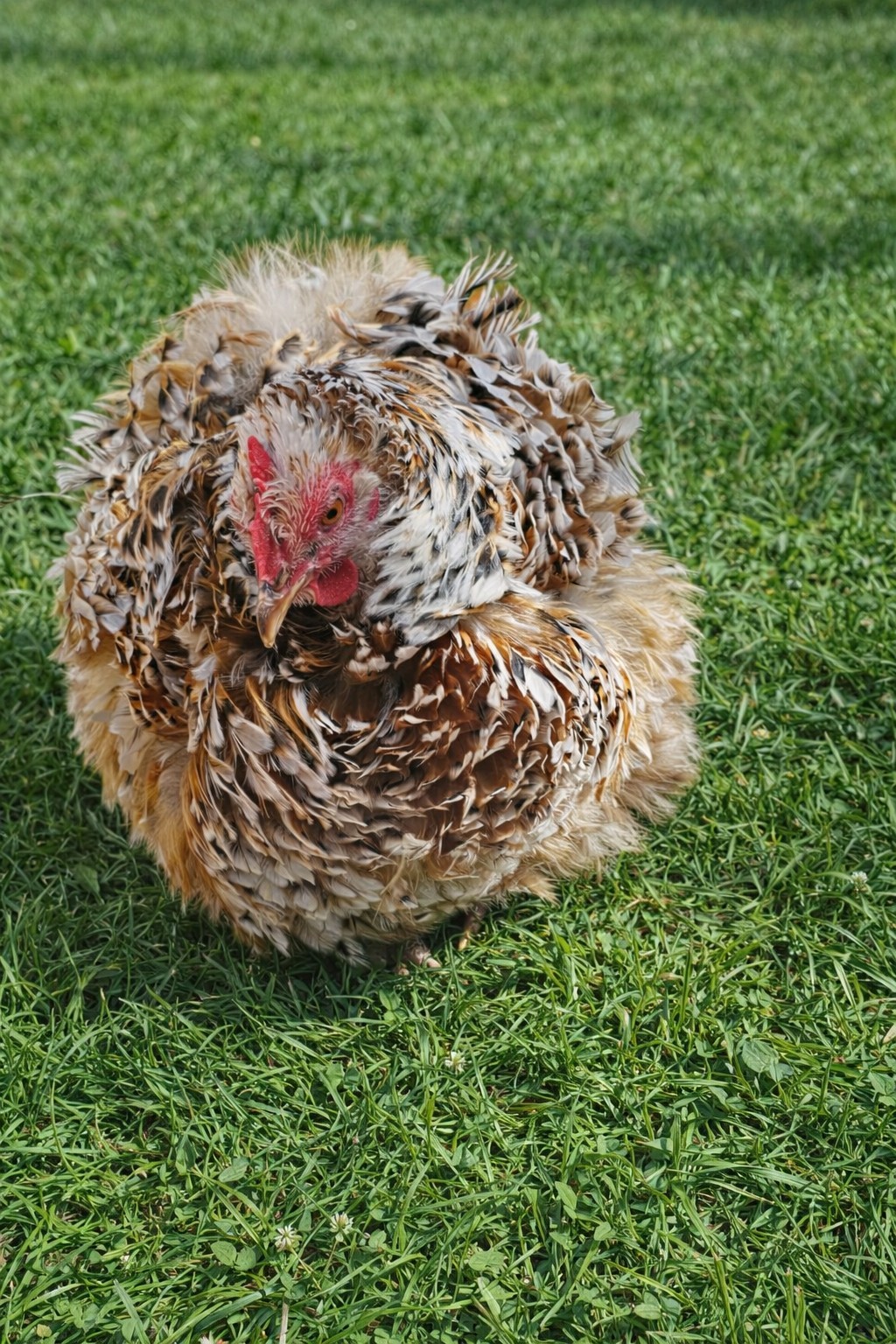 6++ Bantam Calico/mille Cochin Hatching Eggs NPIP/AI
