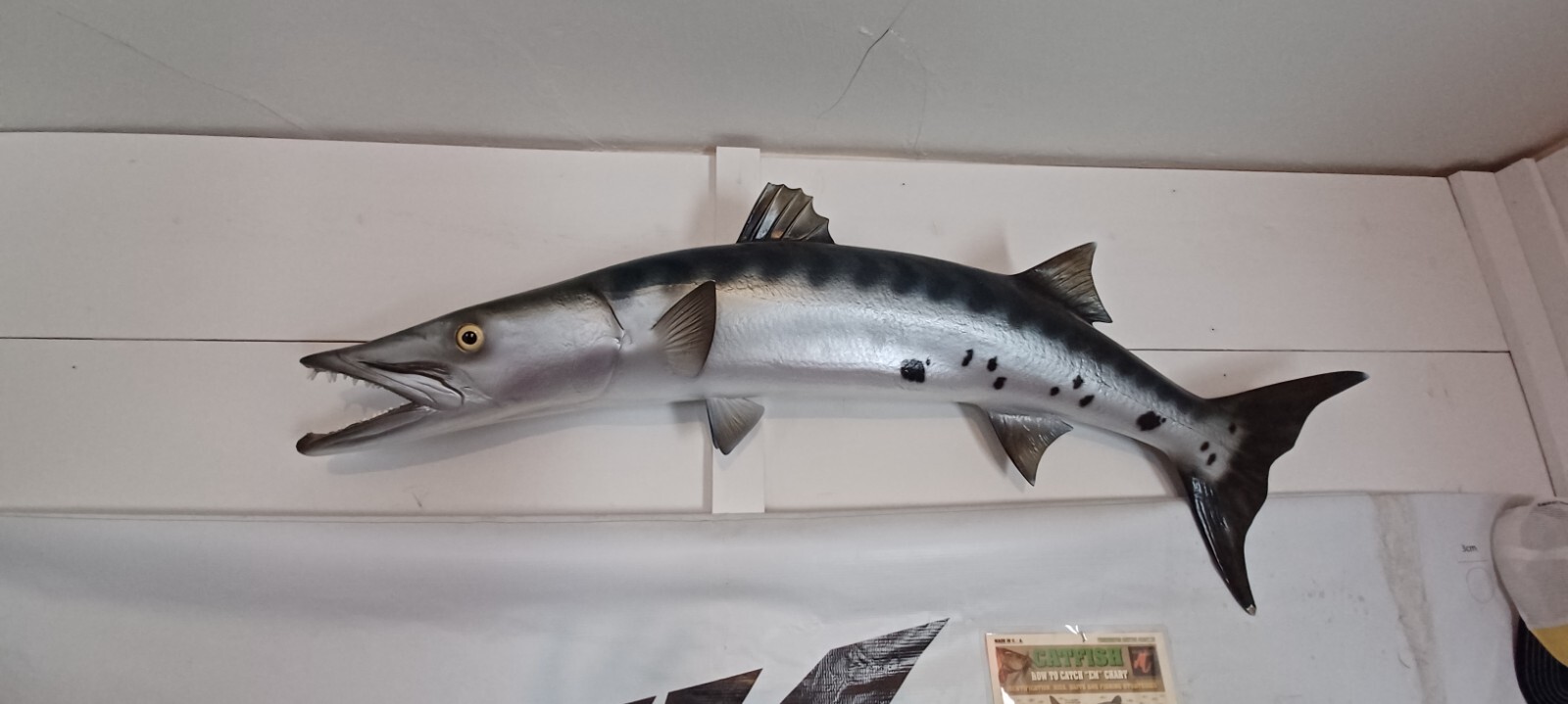 barracuda replica, east coast mount from Atlantic Ocean area.