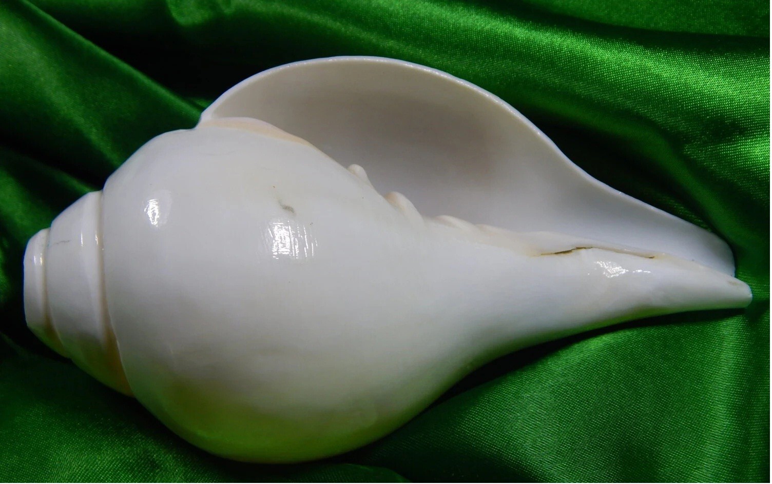 Holy Conch Shell - Turbinella pyrum Horn Trumpet - Gem Quality