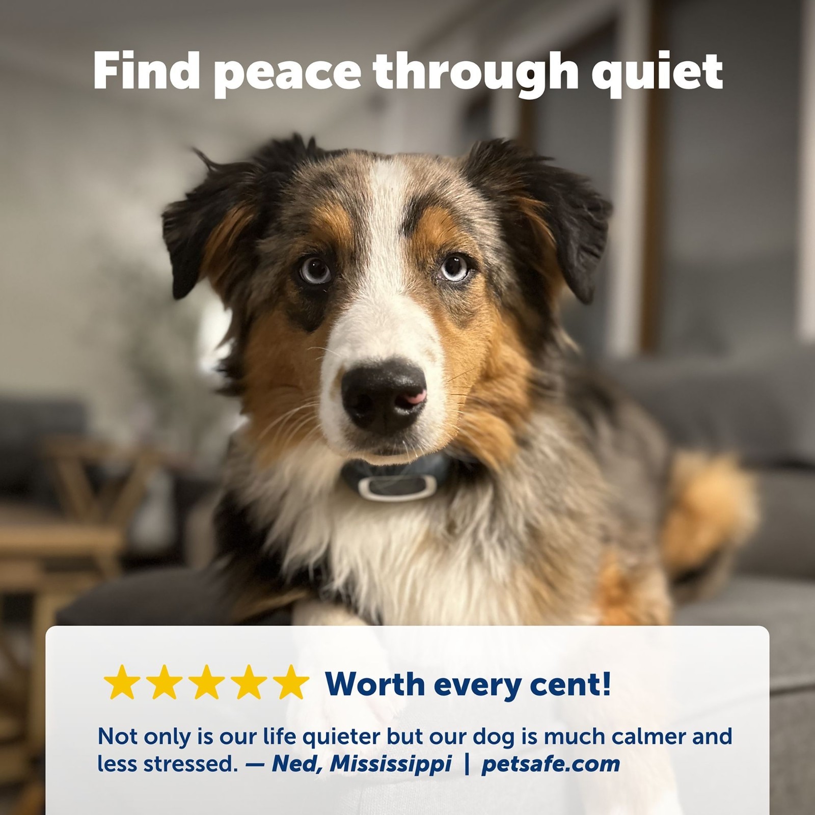 PetSafe Bark Control Collar - Waterproof Basic Bark Control Collar for Dogs 8 lb