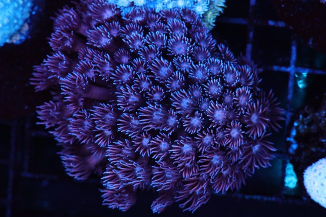 Purple Goniopora Colony WYSIWYG - SAQ Coral Farm