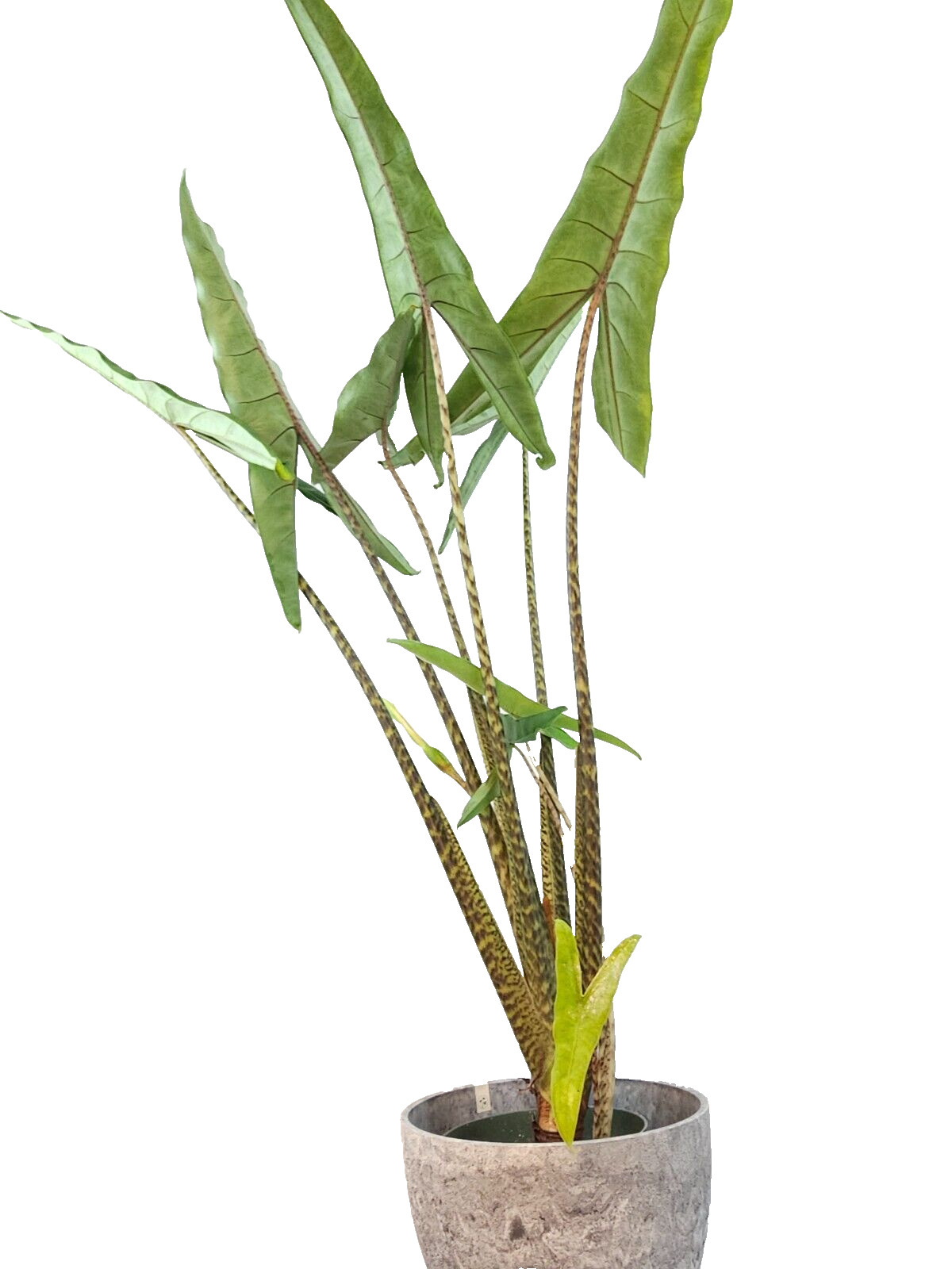 LIVE PLANT 2-3ft tall Alocasia Tigrina Superba - Jewel Alocasia - Elephant Ear