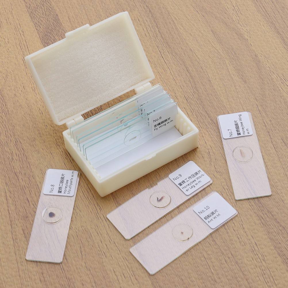 10 PCS/Set Insect Observation Tool Prepared Microscope Sample Slides Kit
