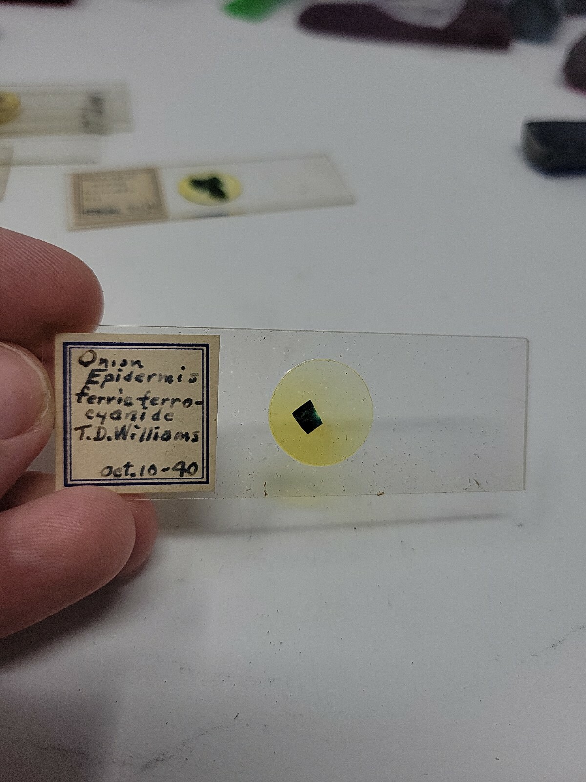 Vintage Microscope Slide 1940