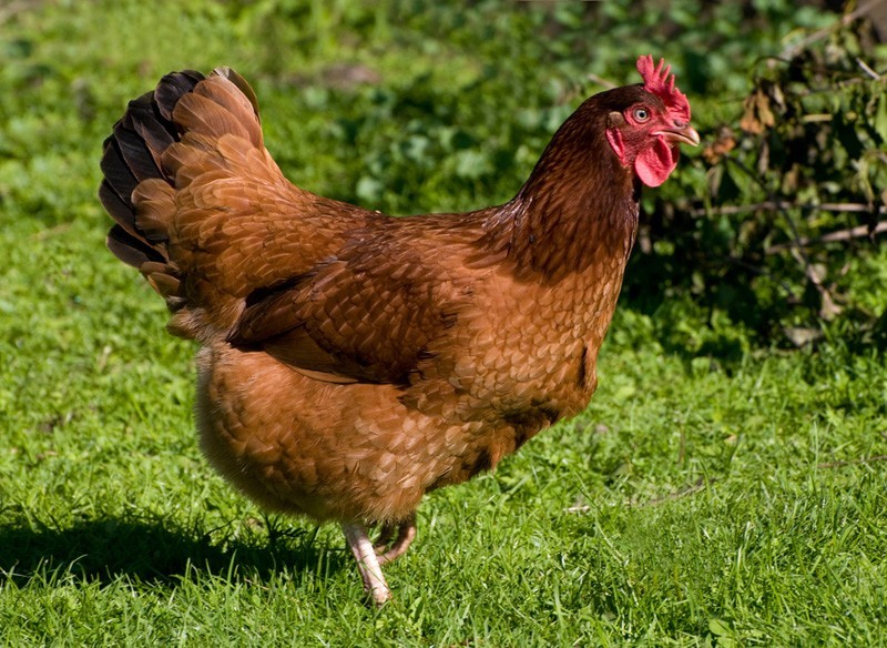 FREE SHIPPING 12 Rhode Island Red Fertile Hatching Chicken Eggs  NPIP/AI