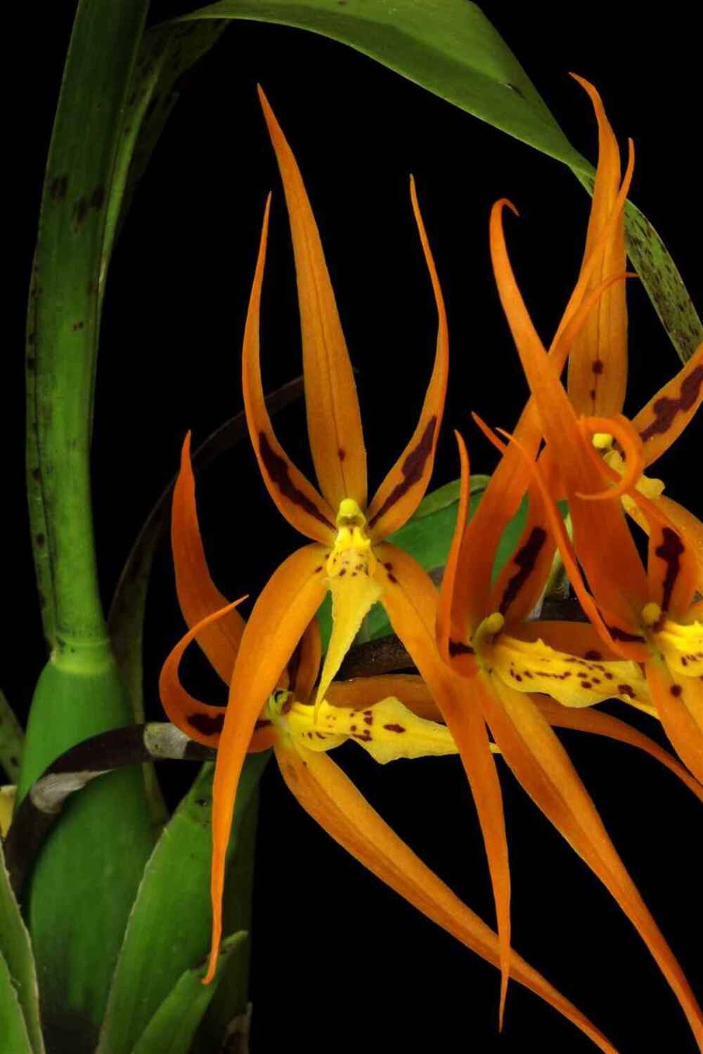Brassia Orange Delight 'Hilo Sunrise' HCC/AOS