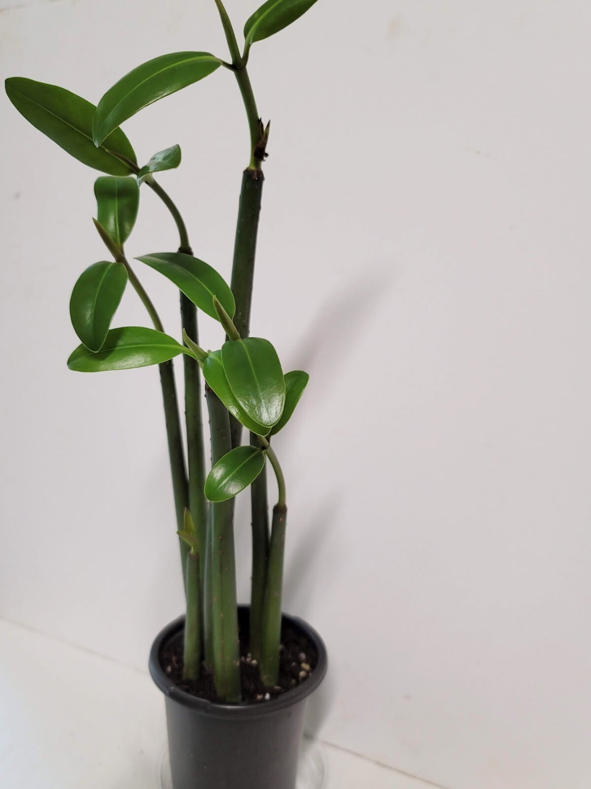 **(5 live Red MANGROVE  plants ship hydroponically. salt or fresh water)**