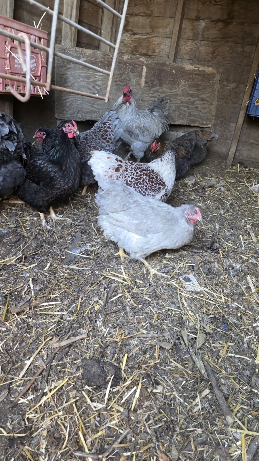 12+ Barnyard Mix Fresh Fertile Hatching Eggs FREE RANGE