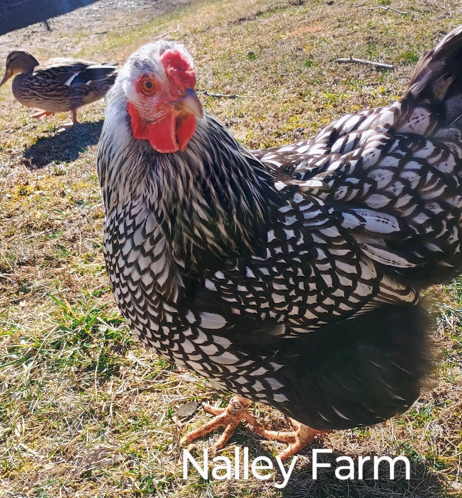 Silver Laced Wyandotte (12) 🐣 fertilized hatching eggs.Please read description.