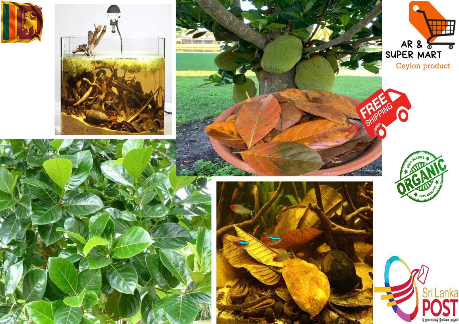 Ceylon Natural Premium Dried Jack Fruit Leaves 100% Organic bio fish Aquarium