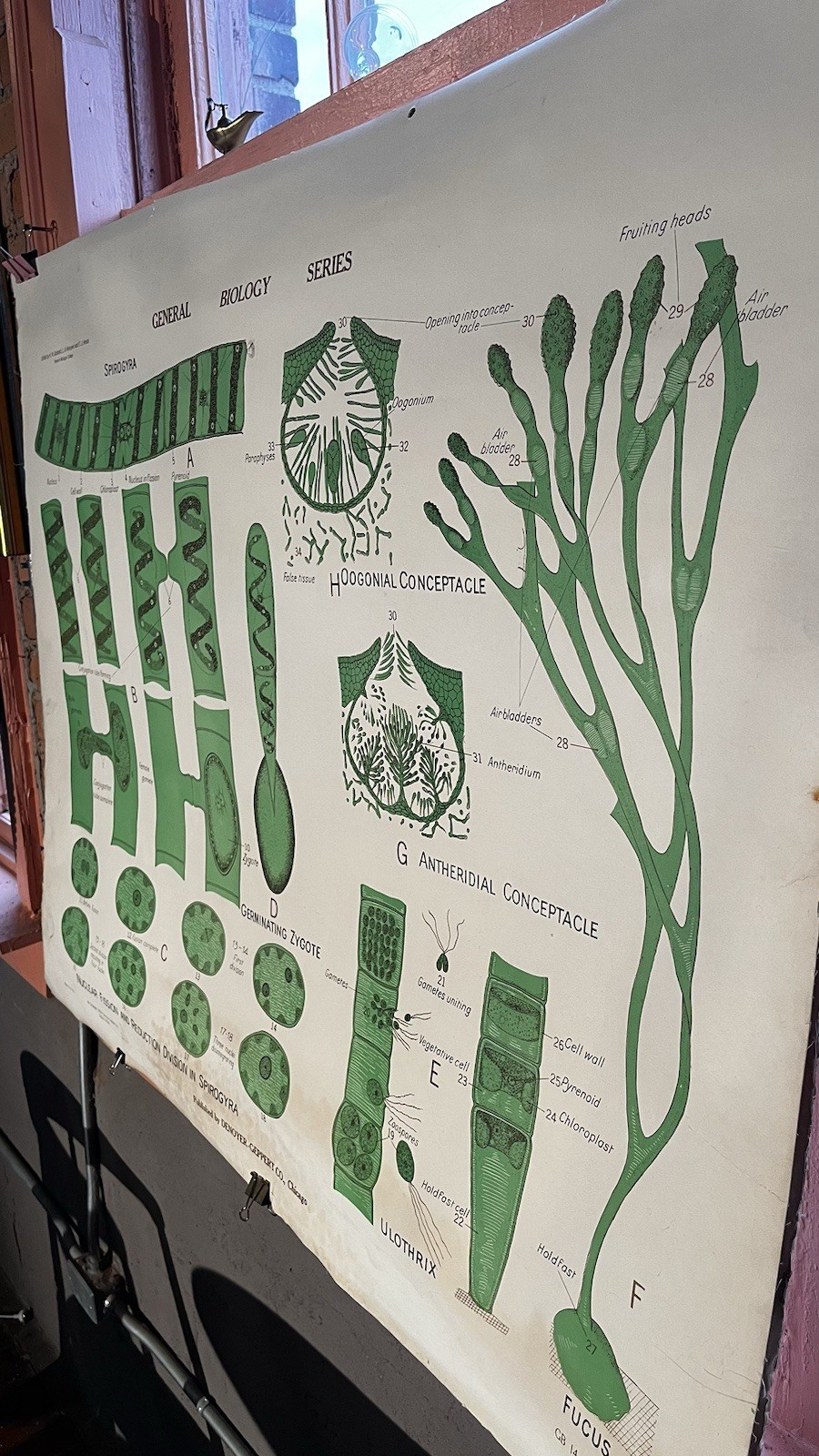 Vintage Biology Chart - Algae 1963