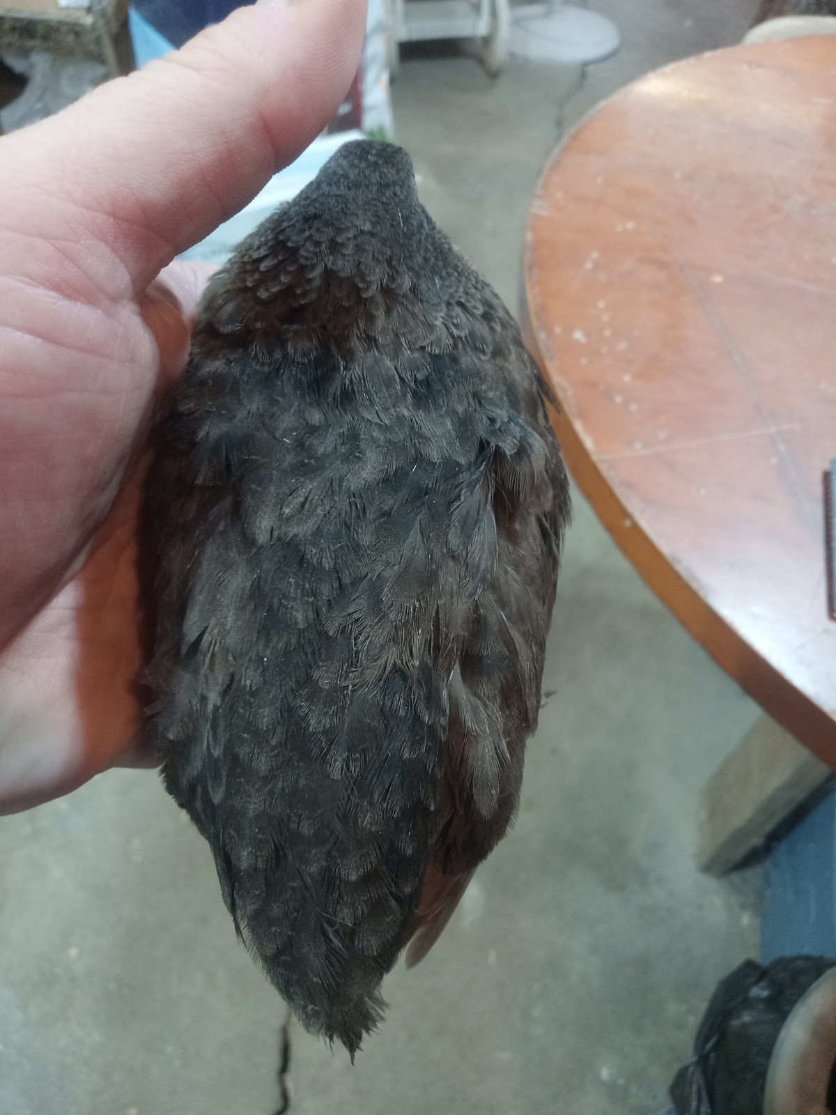 12+ black banded  Coturnix Quail Hatching Eggs