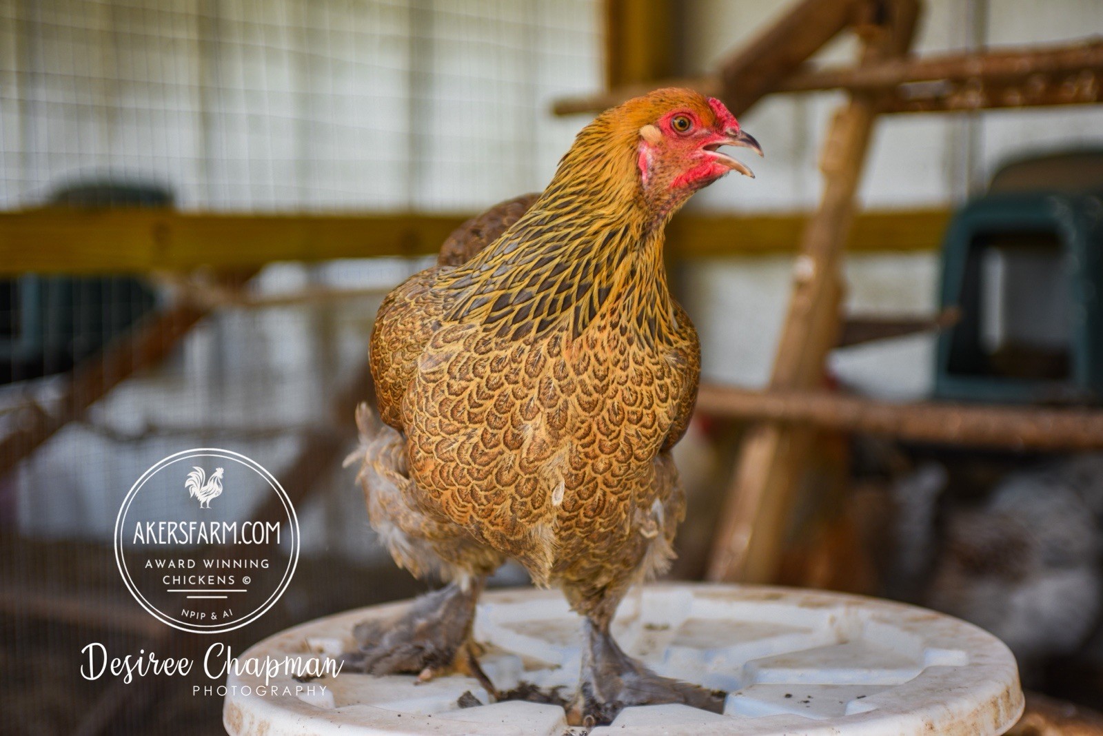 6+ Blue/Black/Splash SILVER/GOLD Partridge Brahma Hatching Eggs