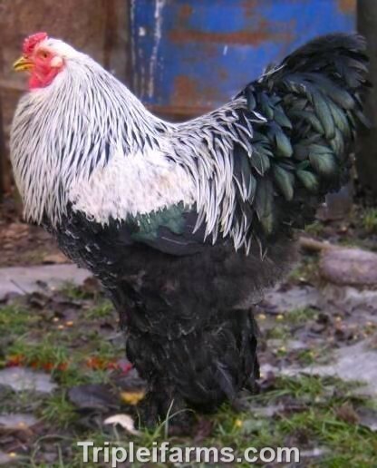 6+ GIANT LARGE FOWL ~DARK BRAHMA~ fertile chicken hatching eggs ~GENTLE GIANT~