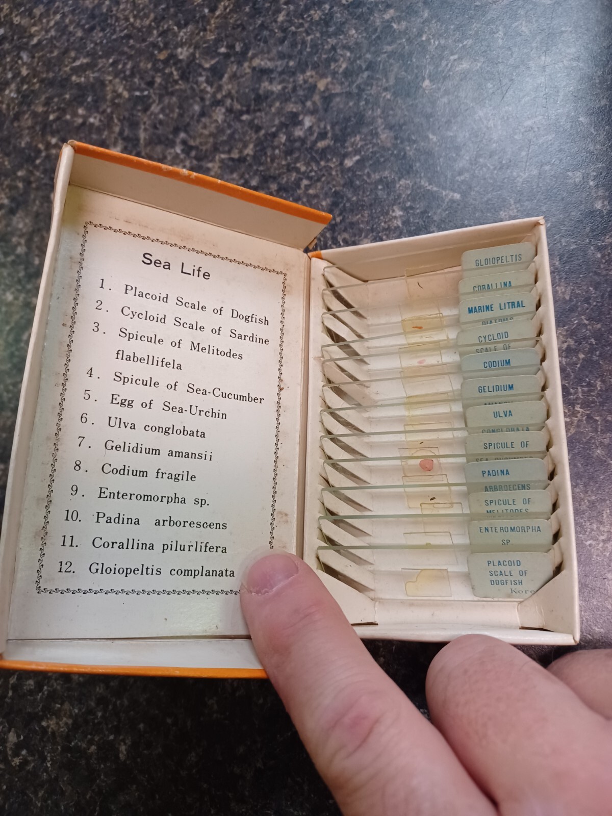 Vintage Sears Prepared And Labeled Microscope Slides