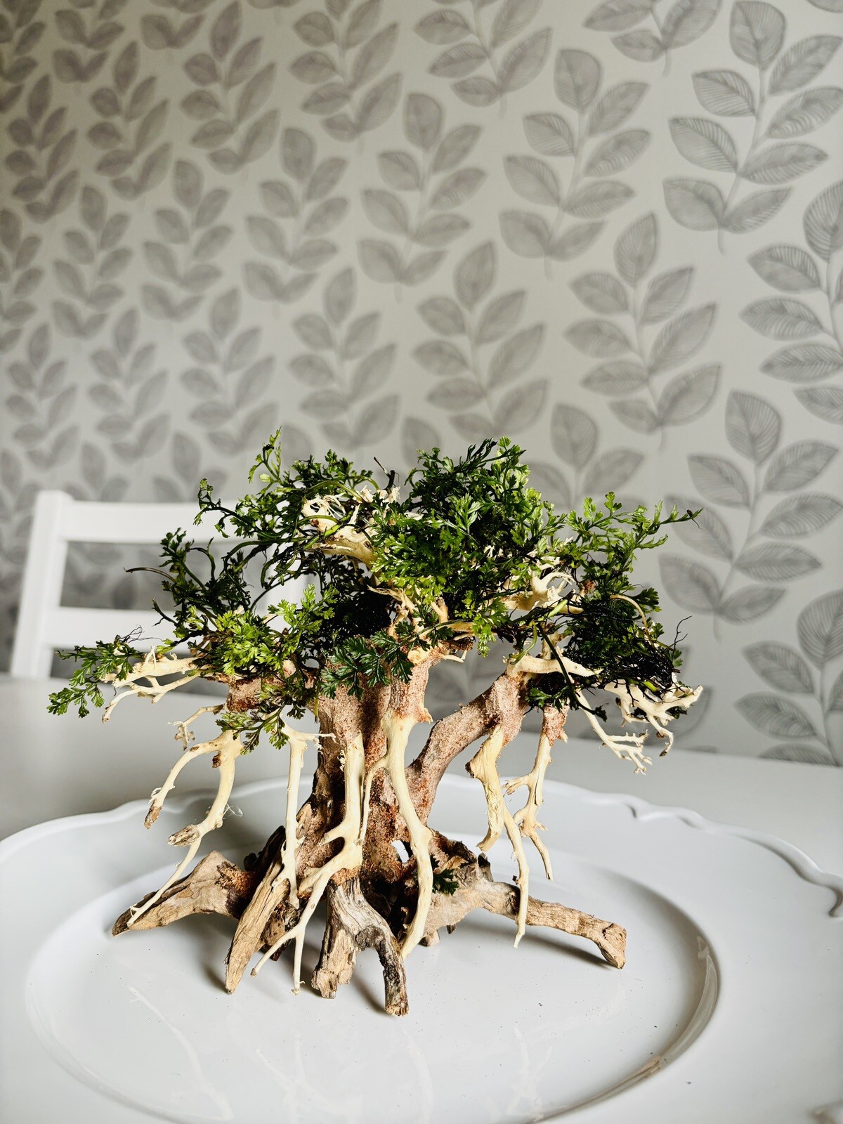 Yocemite Tree Kit - Driftwood, mini Bolbitis fern, Glue! Great For Aquariums!