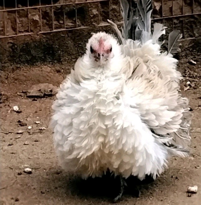 4+AI NPIP Clean Serama Hatching Eggs, Micro, A & B Types / Malay/Trad