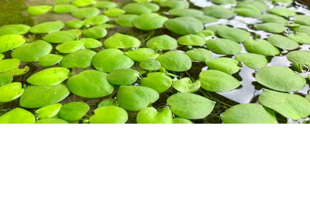 Frogbit/ Water lettuce- Hand/palm full / By the bag options available message me