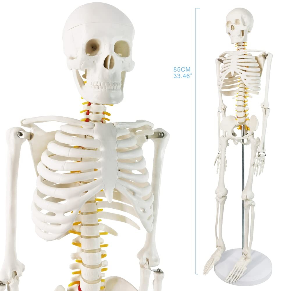 Human Skeleton Model for Anatomy 34” Tall Life Size Skeleton with Detachable ...
