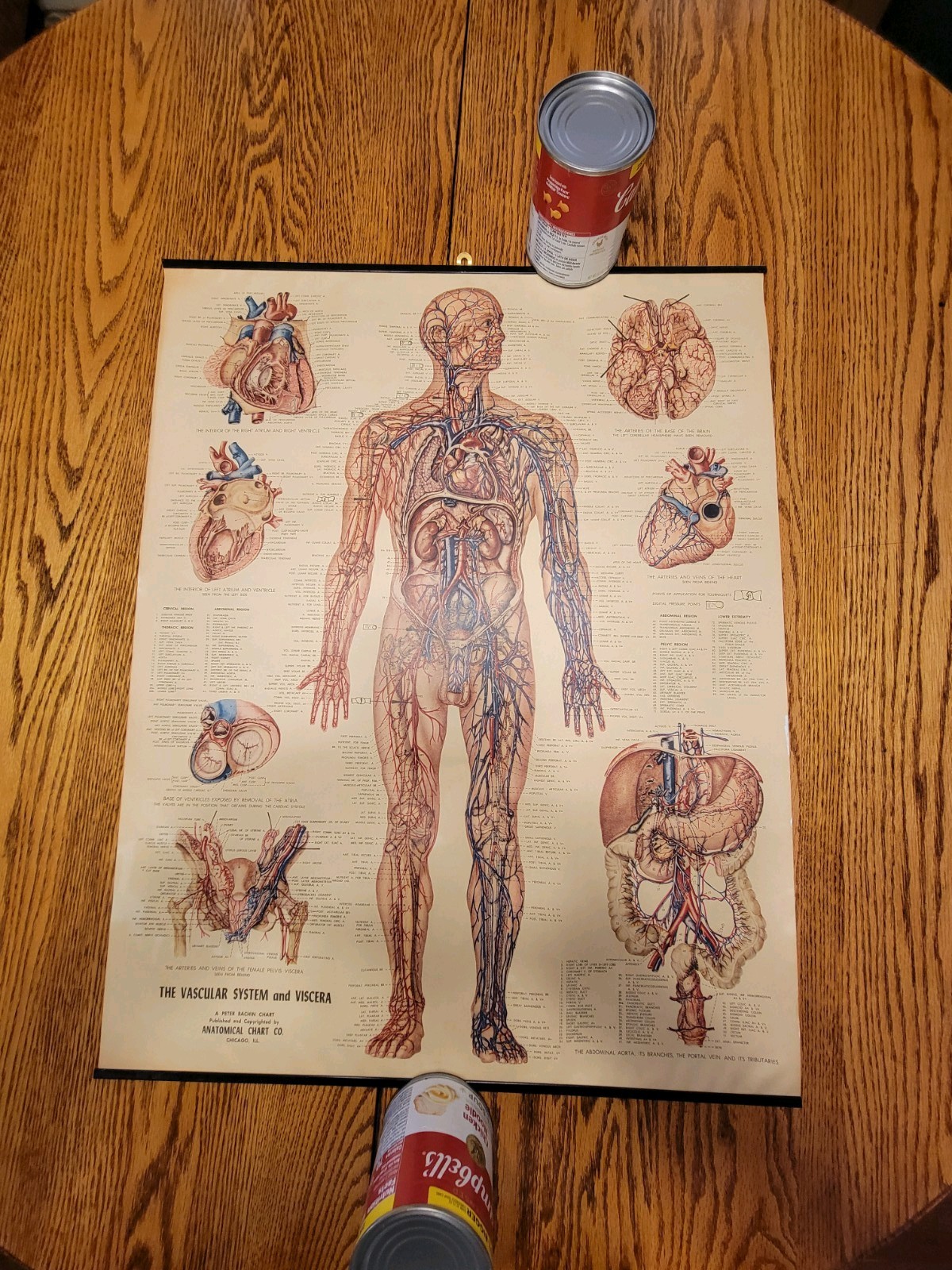 Vintage Peter Bachin Vascular System And Viscera Medical Chart