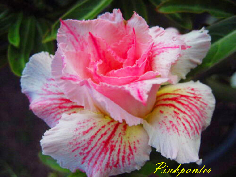 NEW! Adenium Obesum Desert Rose "Pinkpanter " 200 seeds very fresh&viable