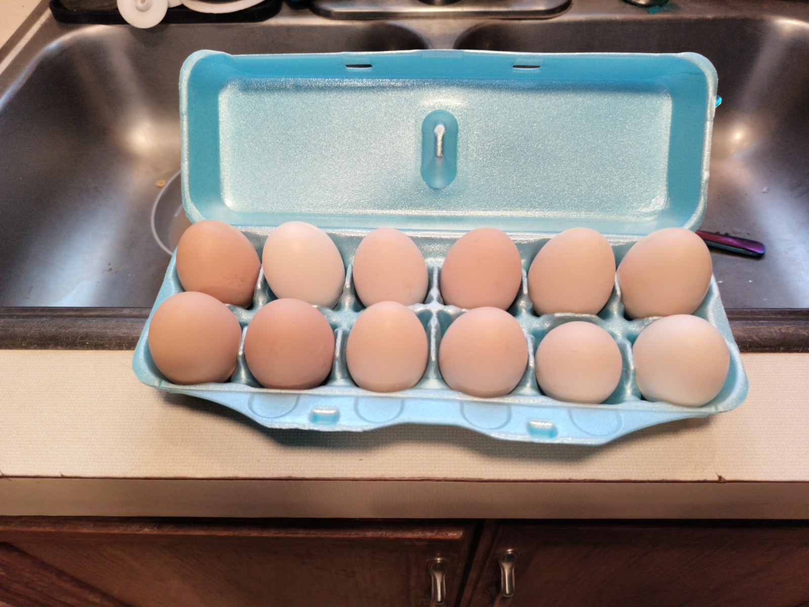 One Dozen Hatching Eggs Barnyard Mix Assorted Colors