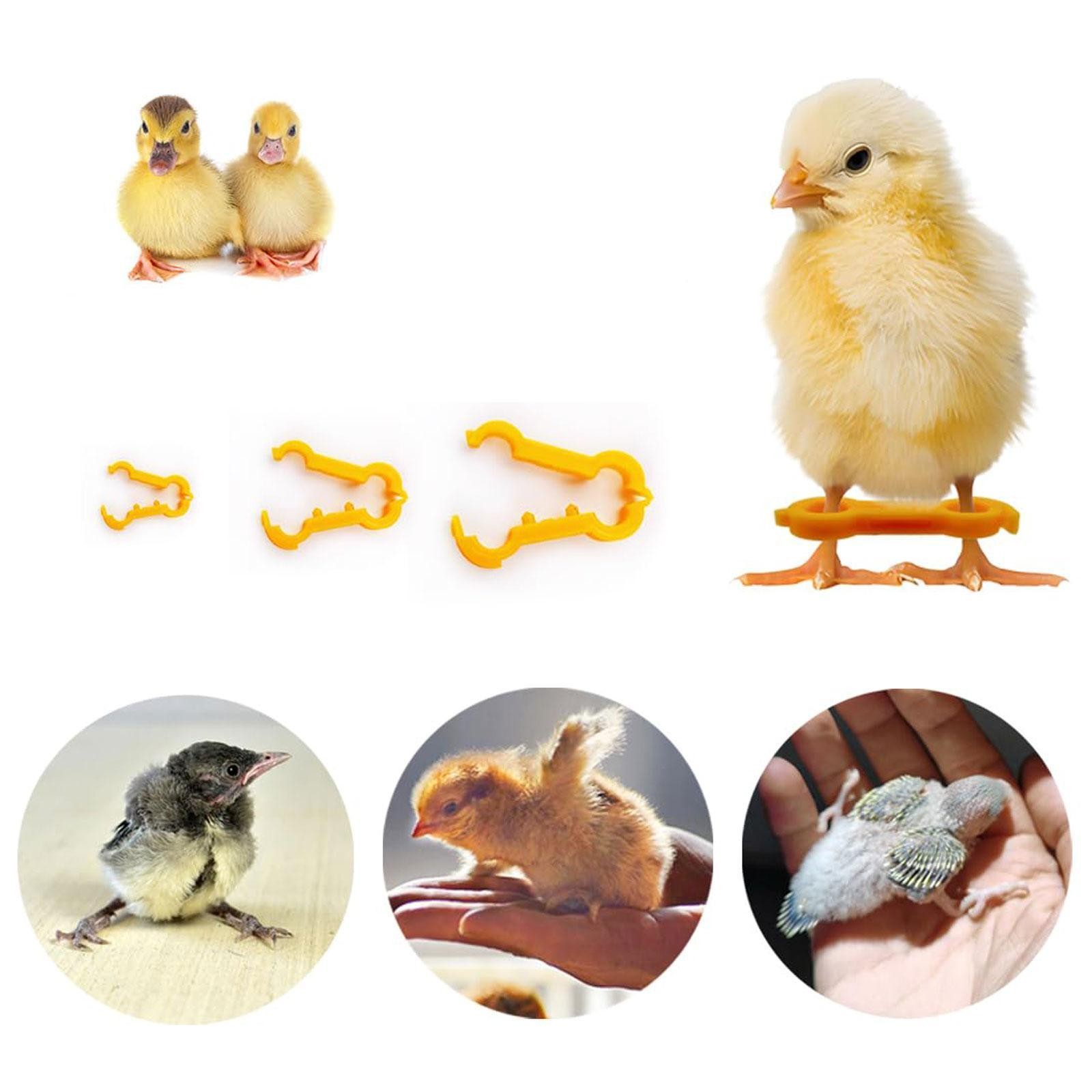 15x Poultry Leg Bands Baby Chick Leg Hobbles Reusable for Exhibition Budgies