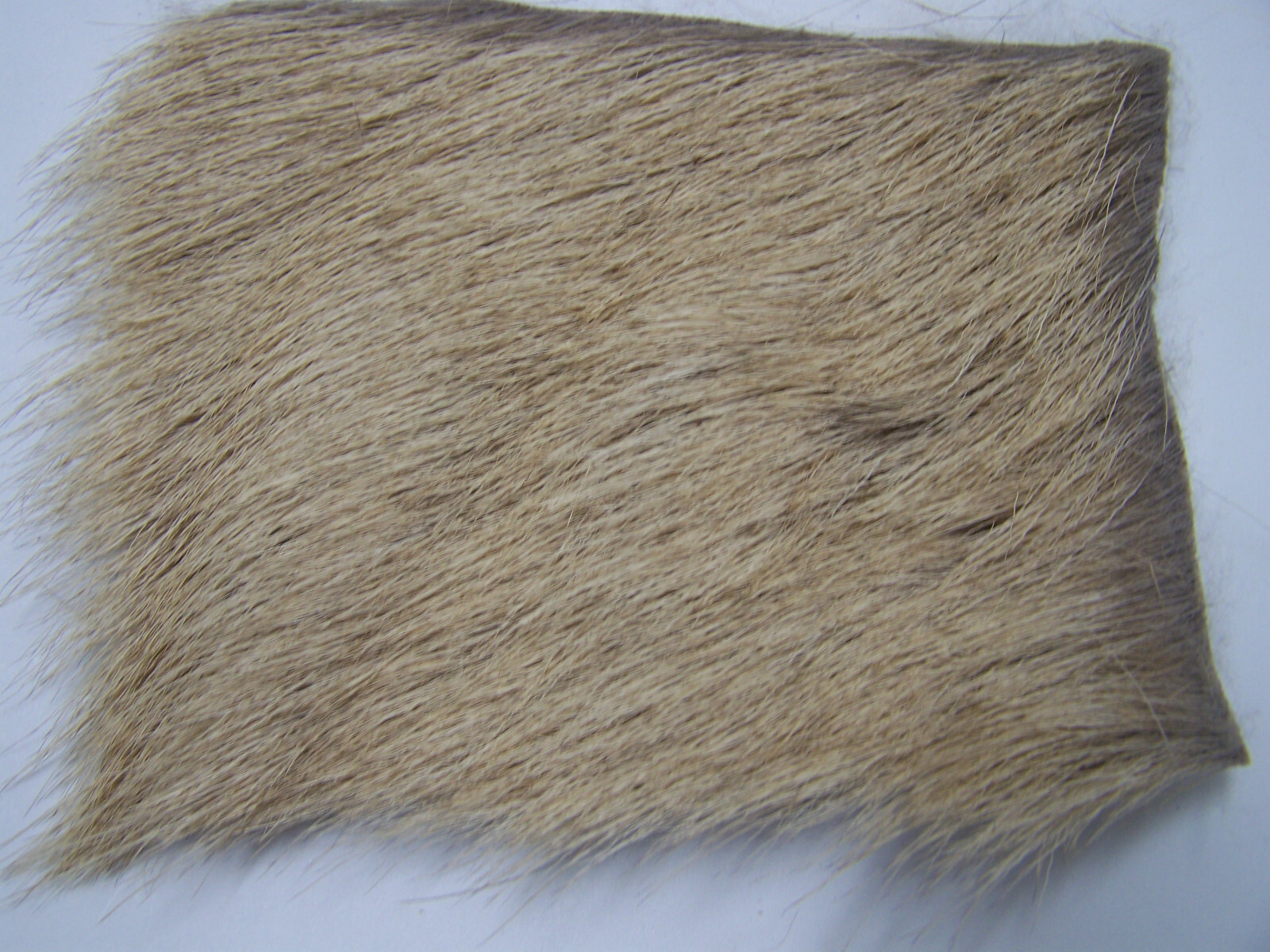 30" pc.  (5"x6") of Natural Mtn. Bull Elk body for fly tying, caddis wing hair