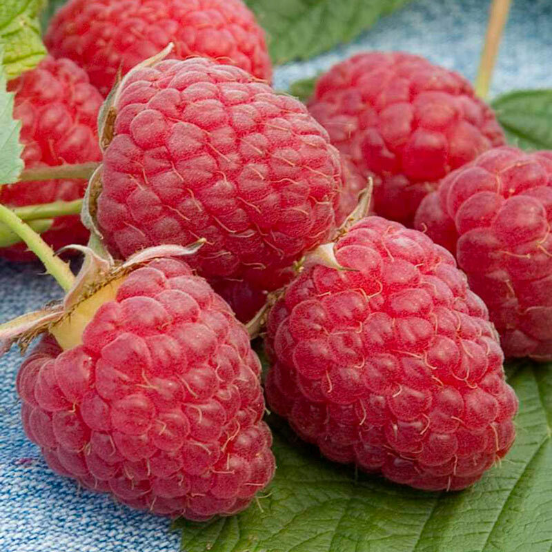 25+ Heritage Raspberry Seeds Award-winning Produce Plant Berry Twice Per Year