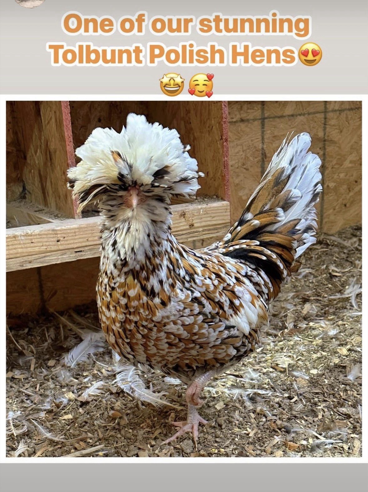 3 Candy Corn Polish Chicken Hatching Eggs (NPIP Certified)