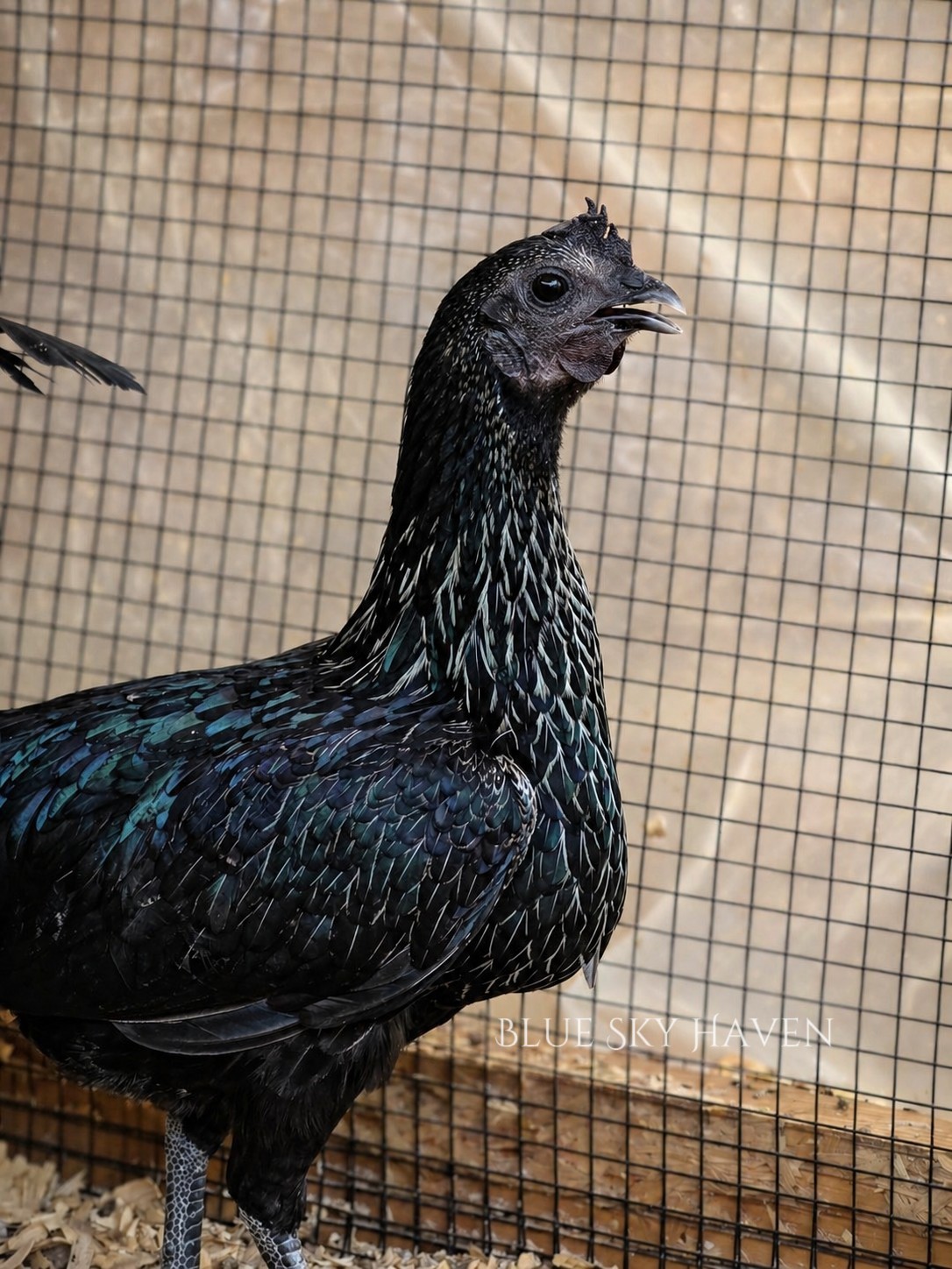 🔥RARE 12+ Hmong Hatching Eggs🔥 Original Laos Import - Pure Lines -