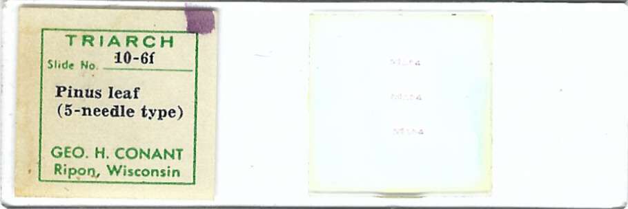 Pine Leaf Five-needle Type Microscope Slide by Geo. H. Conant