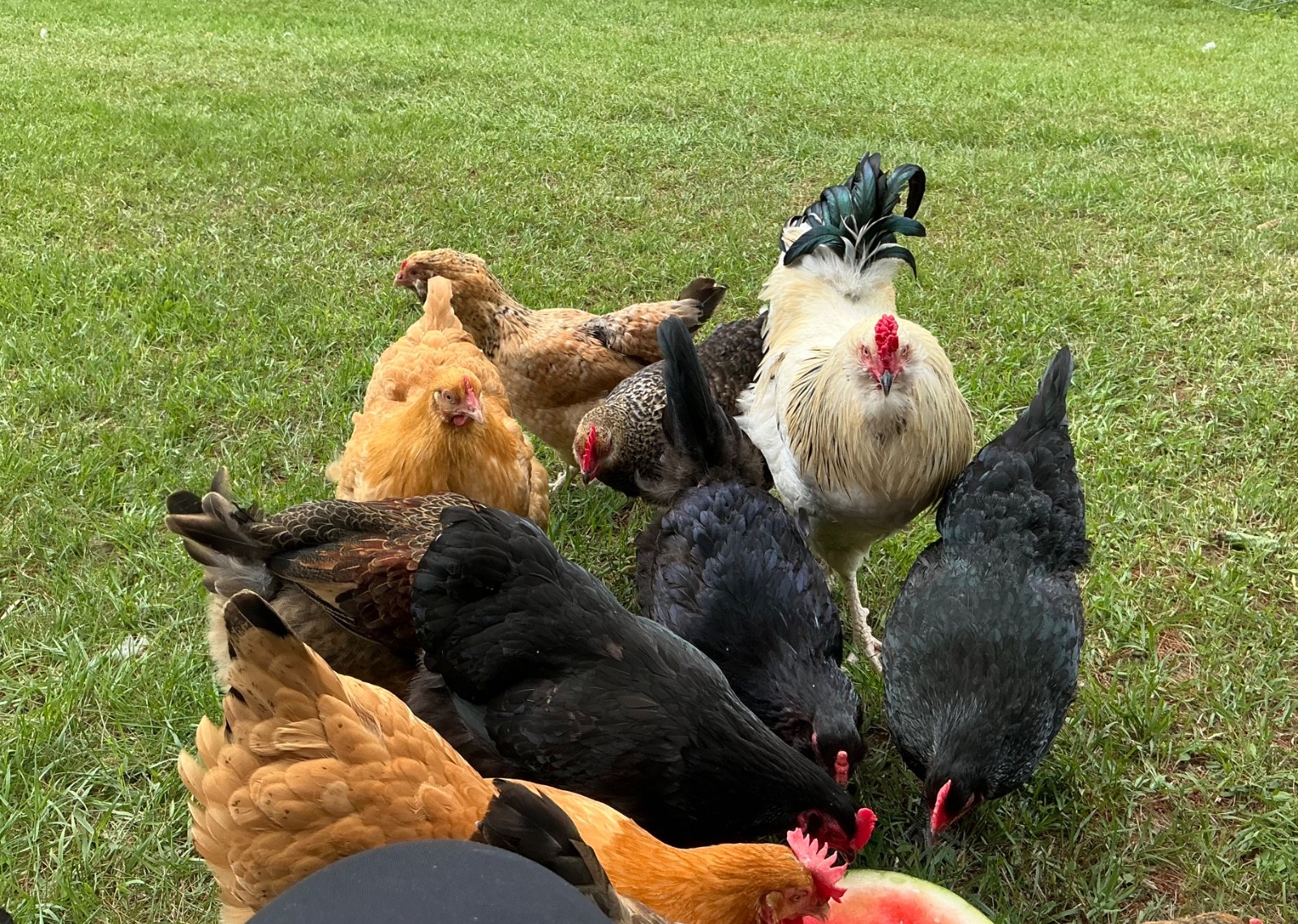Chicken Hatching Eggs, (20) , Mixed Barnyard Flock, Wyandotte, Easter E etc.