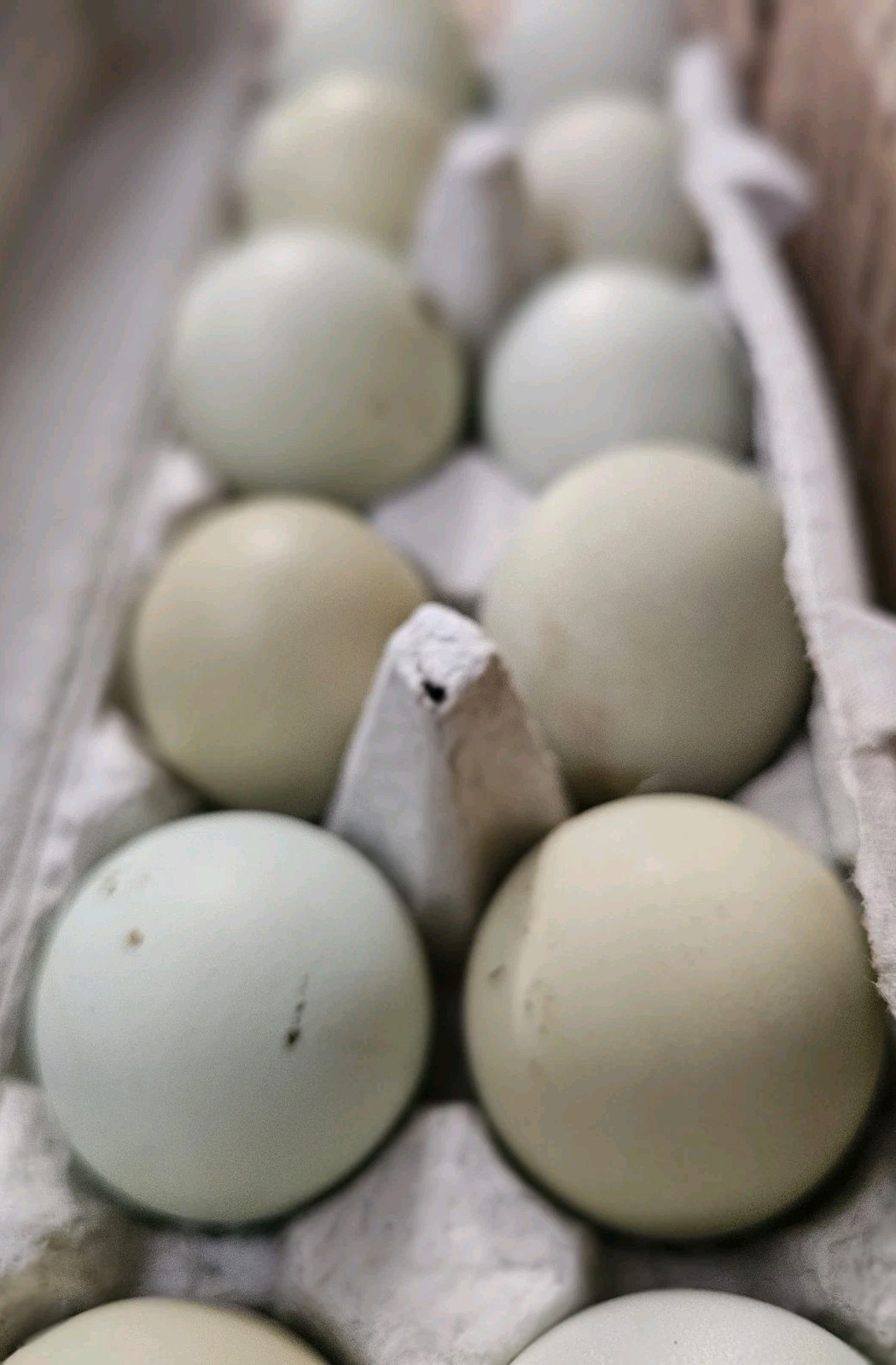 12+ bantam/easter egger cross, possible purebreeds!!